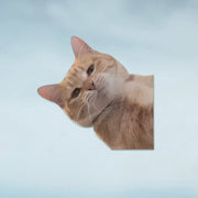 Funny Meme Cat Car Sticker