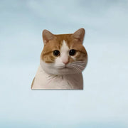 Funny Meme Cat Car Sticker