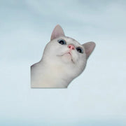 Funny Meme Cat Car Sticker