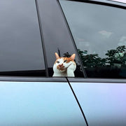 Funny Meme Cat Car Sticker