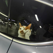 Funny Meme Cat Car Sticker