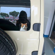 Funny Meme Cat Car Sticker