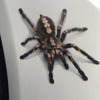 3D Spider Scorpion Lizard Car Decal Sticker -Mini Beatles Decorations