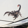 3D Spider Scorpion Lizard Car Decal Sticker -Mini Beatles Decorations